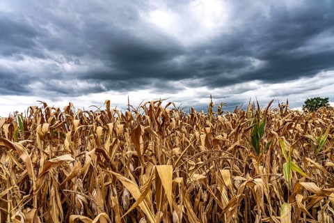 Maize field near Hünxe, dry plants, still being harvested, mostly used for concentrated feed for