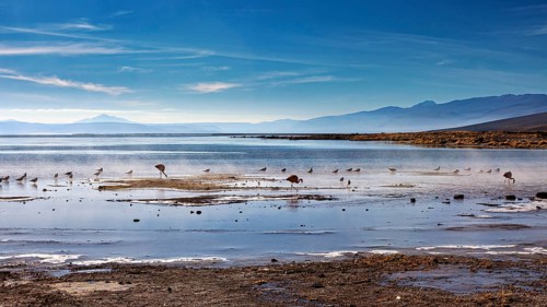 Birds looking for food in a calm lake with mountains in the background, The thermal springs of