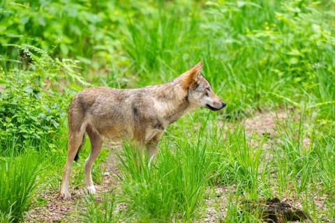 Eurasian wolf (Canis lupus lupus) standing in a forest, Hesse, Germany