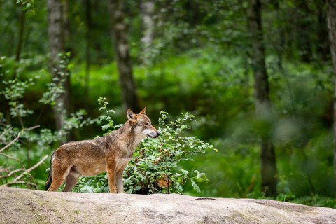 Eurasian wolf (Canis lupus lupus) standing on a little sand hill in the forest, Hesse, Germany