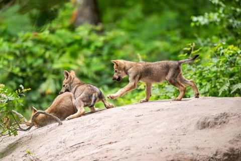 Eurasian wolf (Canis lupus lupus) cubs (youngster) on a little sand hill in the forest, Hesse,