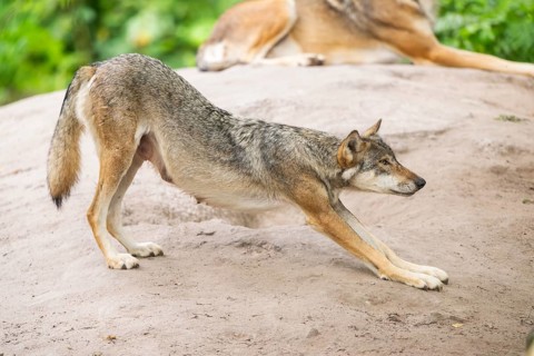 Eurasian wolf (Canis lupus lupus) standing on a little sand hill in the forest, Hesse, Germany
