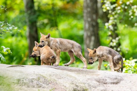 Eurasian wolf (Canis lupus lupus) cubs (youngster) on a little sand hill in the forest, Hesse,