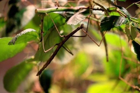 Annam stick insect (Medauroidea extradentata), Vietnamese stick insect, ghost insect, adult,