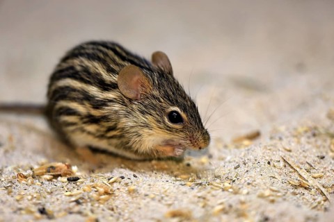 Typical striped grass mouse (Lemniscomys striatus), adult, on ground, alert, foraging, East Africa,