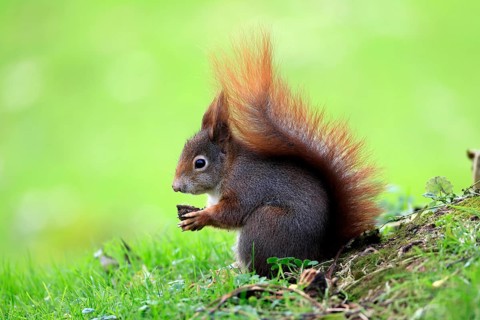 Squirrel (Sciurus vulgaris), adult, in a meadow, eating, with food, walnut, Mannheim, Germany