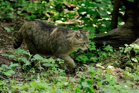 European wildcat (Felis silvestris), adult, stalking, in the forest, foraging, alert, Hesse,