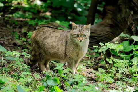 European wildcat (Felis silvestris), adult, in the forest, foraging, vigilant, Hesse, Germany,