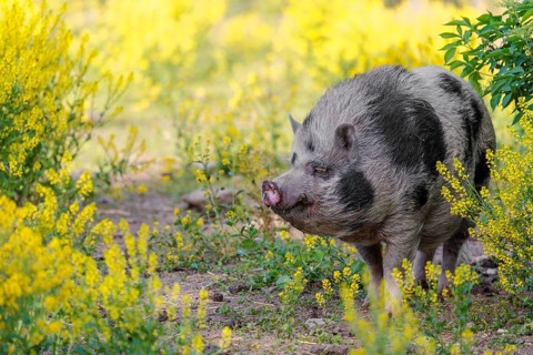 A Kunekune pig (sus scrofa domesticus), a domestic breed from New Zealand walks walks through a