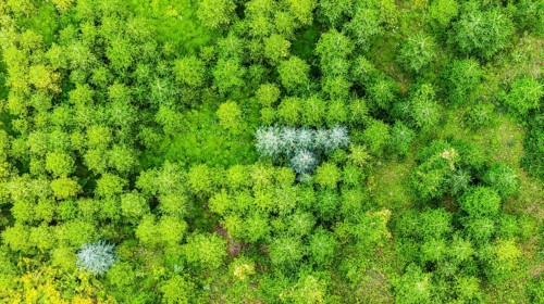 Christmas tree plantation in summer. Christmas trees grow in a coniferous forest for the coming