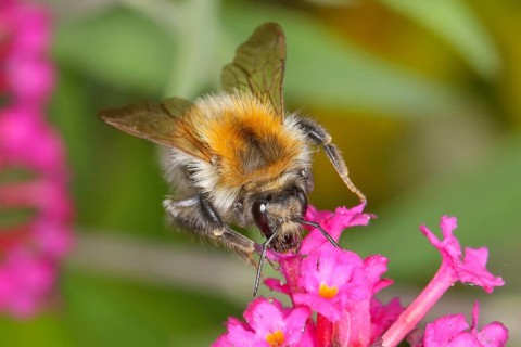Field bumblebee (Bombus pascuorum), sucking nectar on summer lilac (Buddleja davidii), butterfly