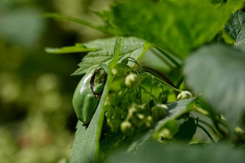 Tree frog, August, Saxony, Germany