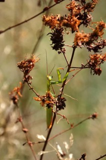 Praying mantis, August, Saxony, Germany