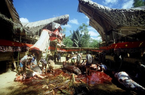 Death ceremony, ceremonial slaughter of water buffaloes, Torajaland, Sulawesi, Indonesia