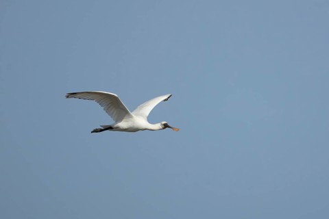 Eurasian spoonbill (Platalea leucorodia) adult bird flying in a blue sky, England, United Kingdom