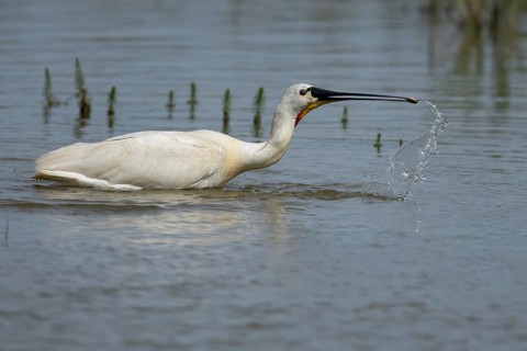 Eurasian spoonbill (Platalea leucorodia) adult bird feeding in a shallow lagoon, England, United