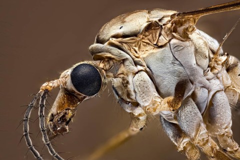 Macro view of an insect with focus on eyes and structure, a close-up of a meadow snake or marsh
