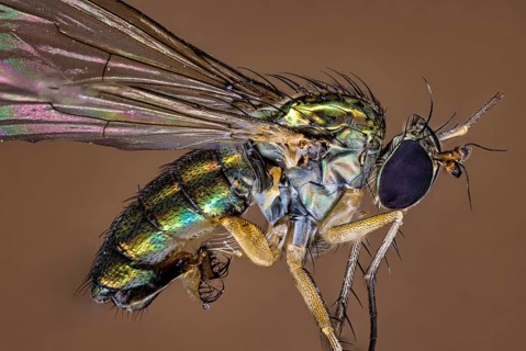 Macro shot of an insect with detailed wings in iridescent colours on a brown background, A close-up