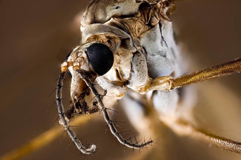 Close-up of an insect with detailed representation of the texture, A close-up of a meadow snake or