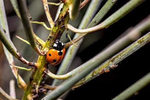 A ladybird sits on a branch in a close-up showing the texture of the plant, The ladybirds in a