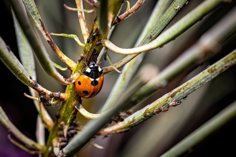 A ladybird sitting on a branch surrounded by other branches in nature, The ladybirds in a plant