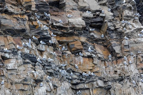 Group of kittiwakes (Rissa tridactyla) in a field wall, nesting sites, Mushamna, Spitsbergen,
