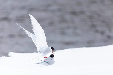 Arctic Arctic Tern (Sterna paradisaea), pair feeding, bridal gift, snow, Terns (Sterninae),