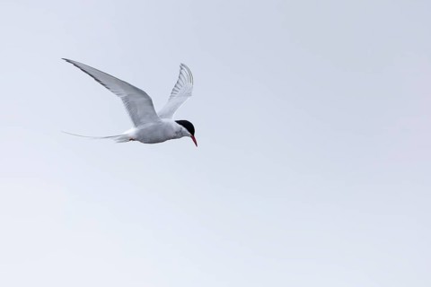 Arctic Arctic Tern (Sterna paradisaea) in a shaking flight to catch fish, Terns (Sterninae),
