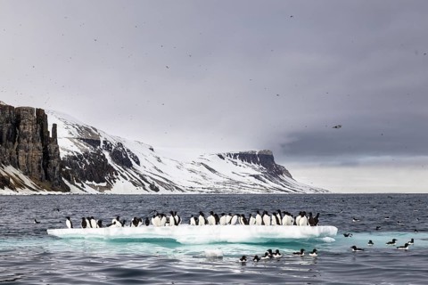 Thick-billed guillemot (Uria lomvia) on an ice floe, sea, water, alcids (Alcidae), Alkefjellet,