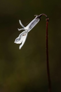 Water lobelia (Lobelia dortmanna), Emsland, Lower Saxony, Germany