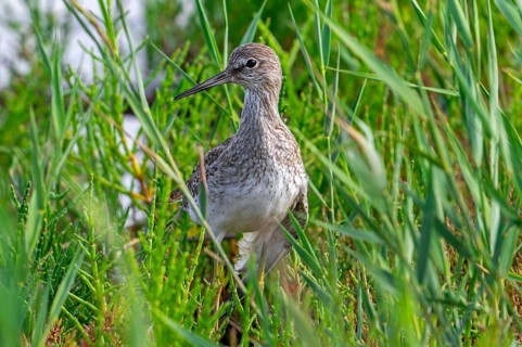 Injured common redshank (Tringa totanus) juvenile with broken wing hiding in glasswort vegetation