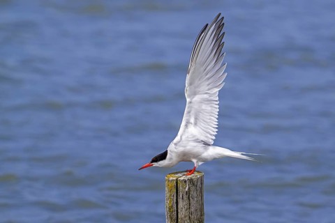 Common tern (Sterna hirundo) adult in breeding plumage perched on wooden pole and stretching wings