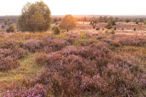 Beautiful sunset over the blooming heath on Wilseder Berg, Lüneburg Heath