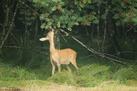 Roe deer (Capreolus capreolus) doe nibbling leaves and red berries of rowan (Sorbus aucuparia)