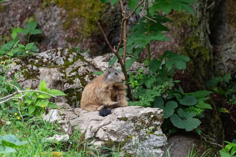 Adult marmot on the alpine meadow in front of the burrow on the Königsbachalm near Berchtesgaden