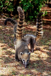 Two nasuas with high, striped tails explore the ground in the forest, The South American coati