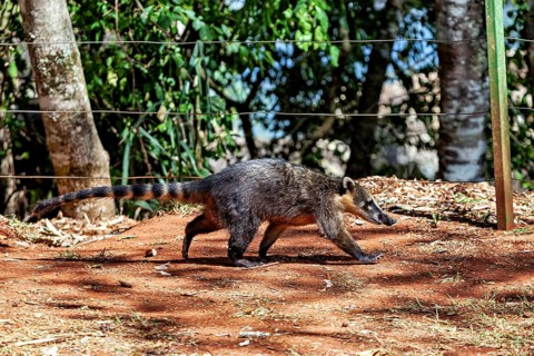 Nasua moves on earthy ground surrounded by a wooded area, The South American coati (Nasua nasua) in