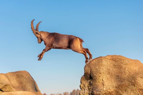 A male ibex (Capra ibex) leaps from rock to rock in the warm evening light. A blue sky can be seen