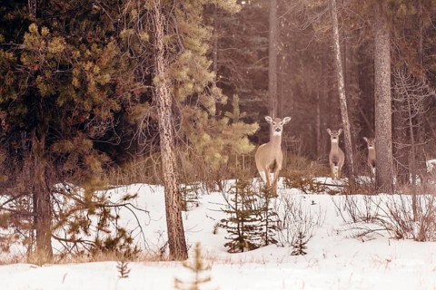 Wildlife on a winter road trip on the Icefields Parkway with lots of snow and ice, Banff National