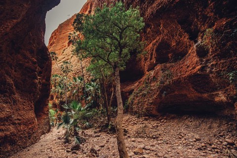 Bungle Bungles in Australia in the Outback, Australia