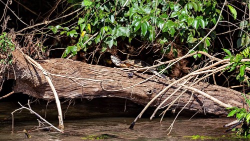 A bird sits on a fallen tree trunk in a dense, green forest with water in the foreground, A turtle