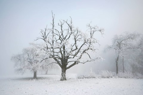 Shrubs and trees in hoarfrost and fog, Horben, Lindenberg, Freiamt, Canton Aargau, Switzerland