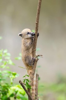 South American coati (Nasua nasua) youngster klimbing a little tree, captive, Zoo Augsburg