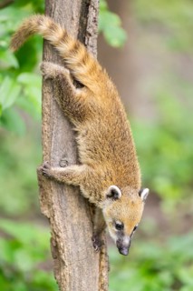 South American coati (Nasua nasua) youngster klimbing a little tree, captive, Zoo Augsburg
