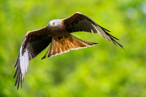 Red kite (Milvus milvus) flying in a forest in early summer, Bavaria, Germany