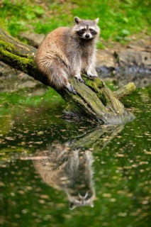 Common raccoon (Procyon lotor) on the edge of a little lake, Bavaria, Germany