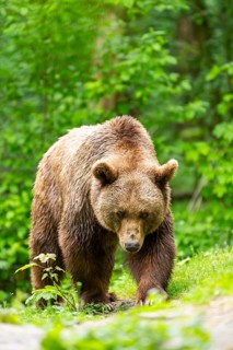 Brown bear (Ursus arctos) walking on a meadow, Bavaria, Germany