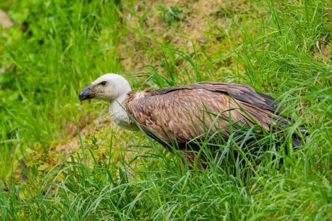Eurasian griffon vulture (Gyps fulvus) on a meadow, Bavaria, Germany