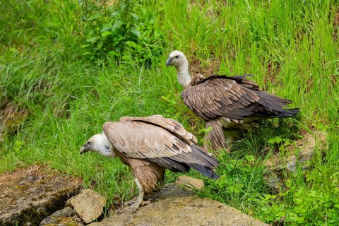 Eurasian griffon vulture (Gyps fulvus) on a rock, Bavaria, Germany