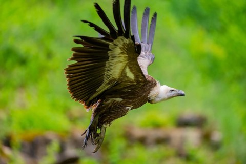 Eurasian griffon vulture (Gyps fulvus) flying, Bavaria, Germany